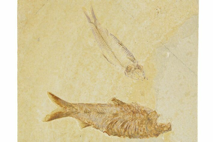 Plate With Two Fossil Fish (Knightia) - Wyoming #379355